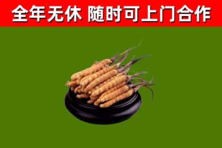 义乌烟酒回收冬虫夏草.jpg