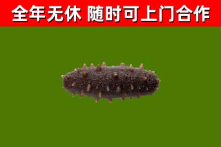 义乌烟酒回收干海参.jpg